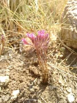 Слика од Allium parciflorum Viv.