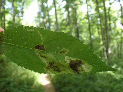 Image of Calycomyza flavinotum Frick 1956