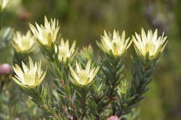 Image of Leucadendron uliginosum subsp. uliginosum