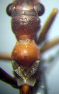 Image of Myrmecoris