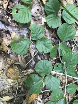 Sivun Desmodium rotundifolium (Michx.) DC. kuva