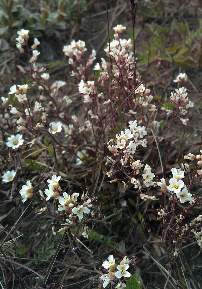 Image of sand-dune rockcress