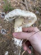 Plancia ëd Amanita smithiana Bas 1969