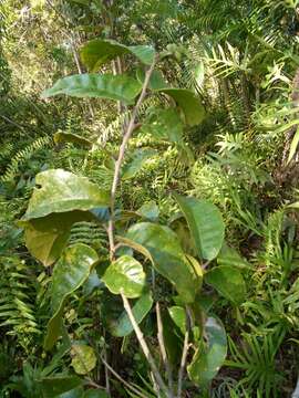 Image of Schizolaena cauliflora Thouars