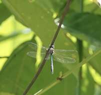 Image of Hemicordulia eduardi Lieftinck 1953