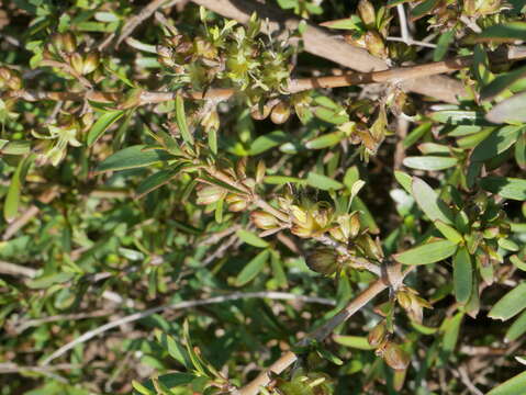 Imagem de Coprosma kirkii Cheeseman