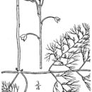 Image of Common bladderwort