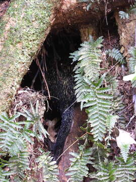 Image of Bicolor-spined Porcupine