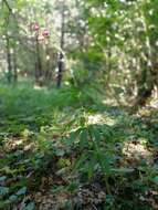 Image of Lilium martagon var. pilosiusculum Freyn