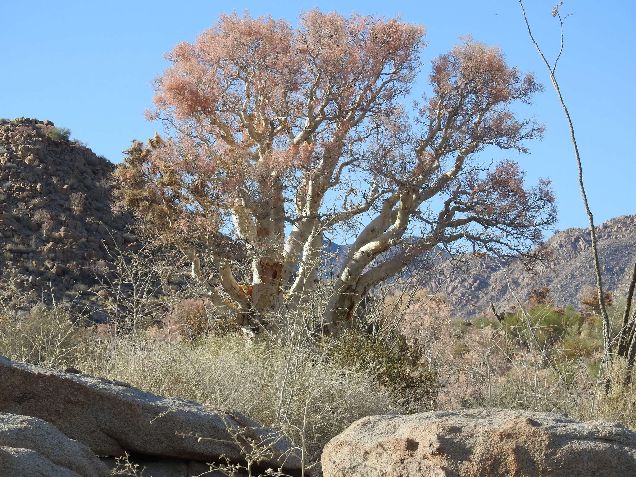 Image of elephant tree