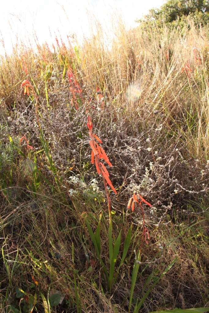 Imagem de Watsonia aletroides (Burm. fil.) Ker Gawl.