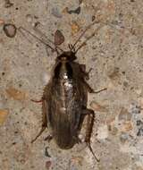 Image of Field Cockroach