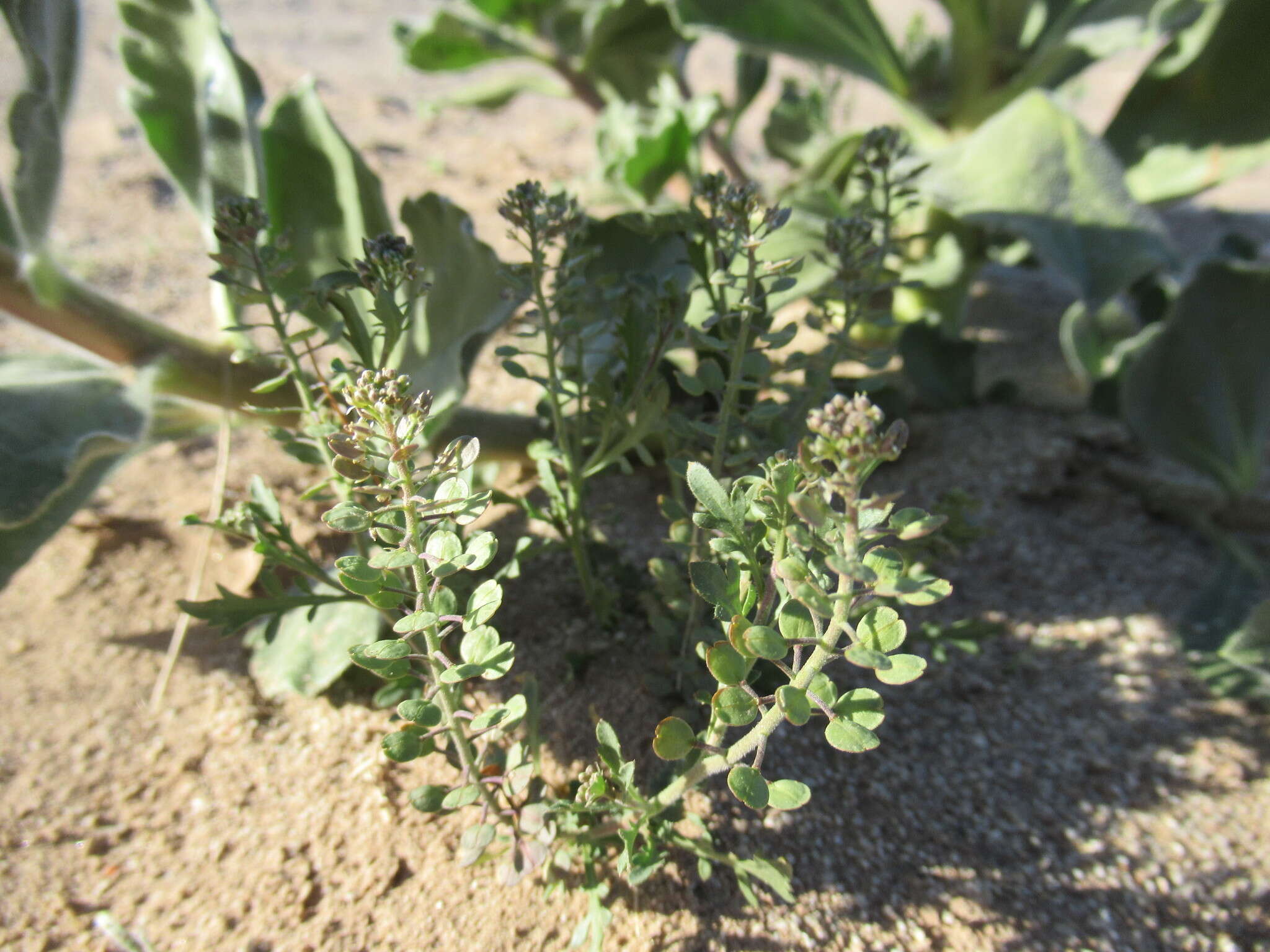 Image of shaggyfruit pepperweed