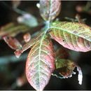Image of highbush blueberry