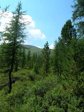 Image of Siberian Larch