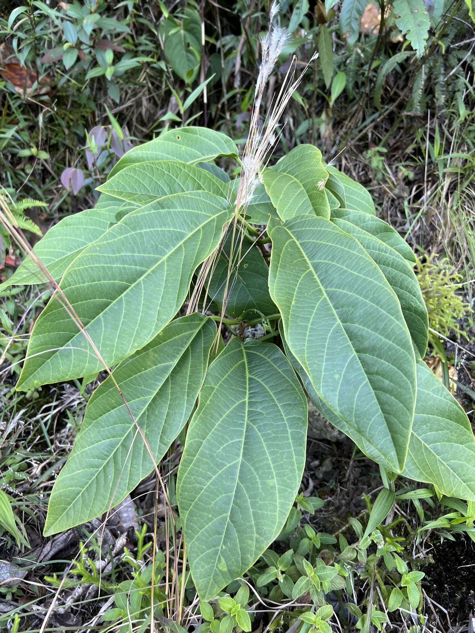 Image of Passiflora arborea Spreng.