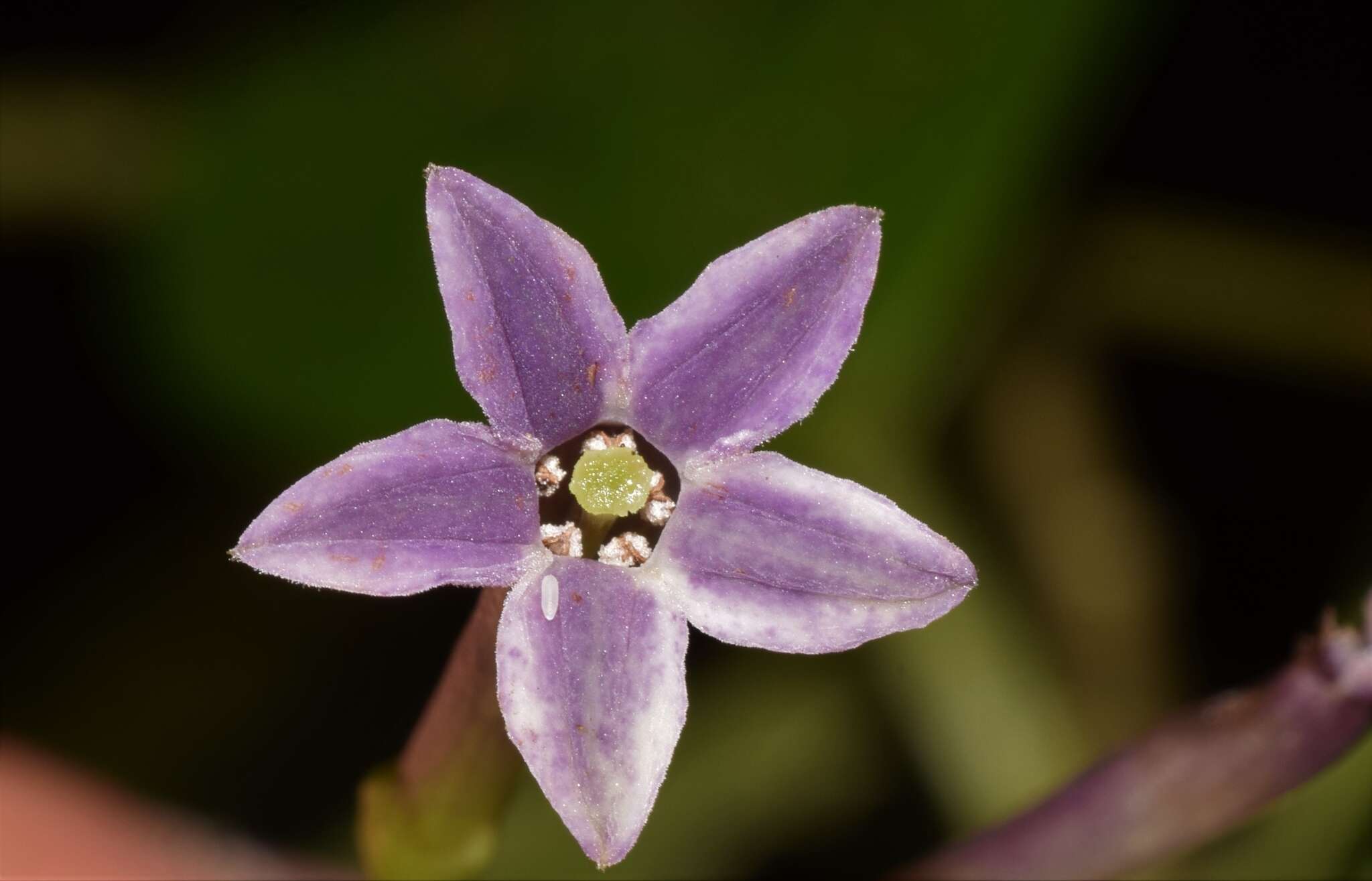 Sivun Cestrum irazuense Kuntze kuva