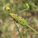 Bidens leptocephala Sherff的圖片