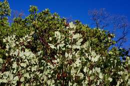 Arctostaphylos viscida subsp. pulchella (T. J. Howell) P. V. Wells resmi