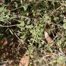 Sivun Vicia floridana S. Watson kuva