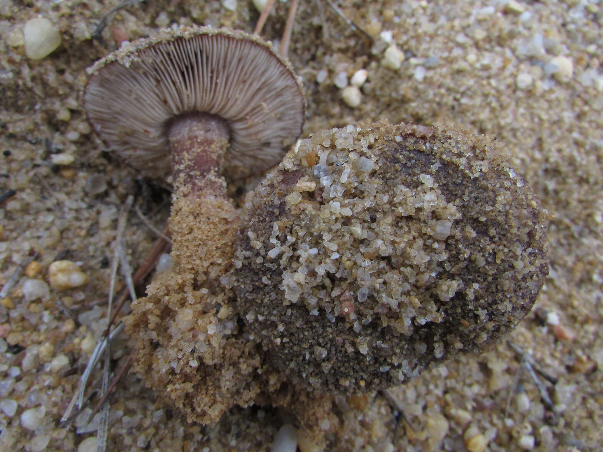 Image of Tricholoma albobrunneum (Pers.) P. Kumm. 1871