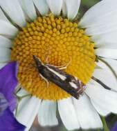 Image of Crambus heringiellus Herrich-Schäffer 1949