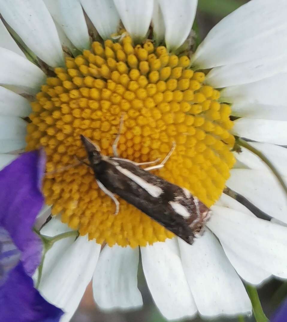 Image of Crambus heringiellus Herrich-Schäffer 1949