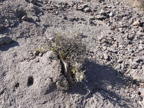 Image de Brickellia atractyloides var. arguta (B. L. Rob.) Jepson