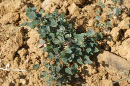 Image of Marsilea strigosa Willd.