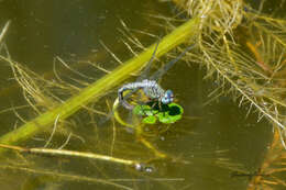 Слика од Micrathyria longifasciata Calvert 1909