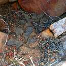 Image of Haworthia emelyae var. emelyae