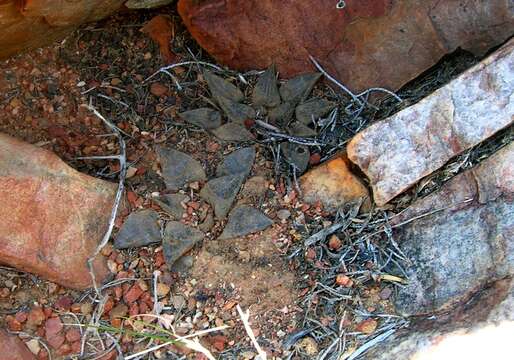 Image of Haworthia emelyae var. emelyae