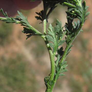 Plancia ëd Lepidium oblongum Small