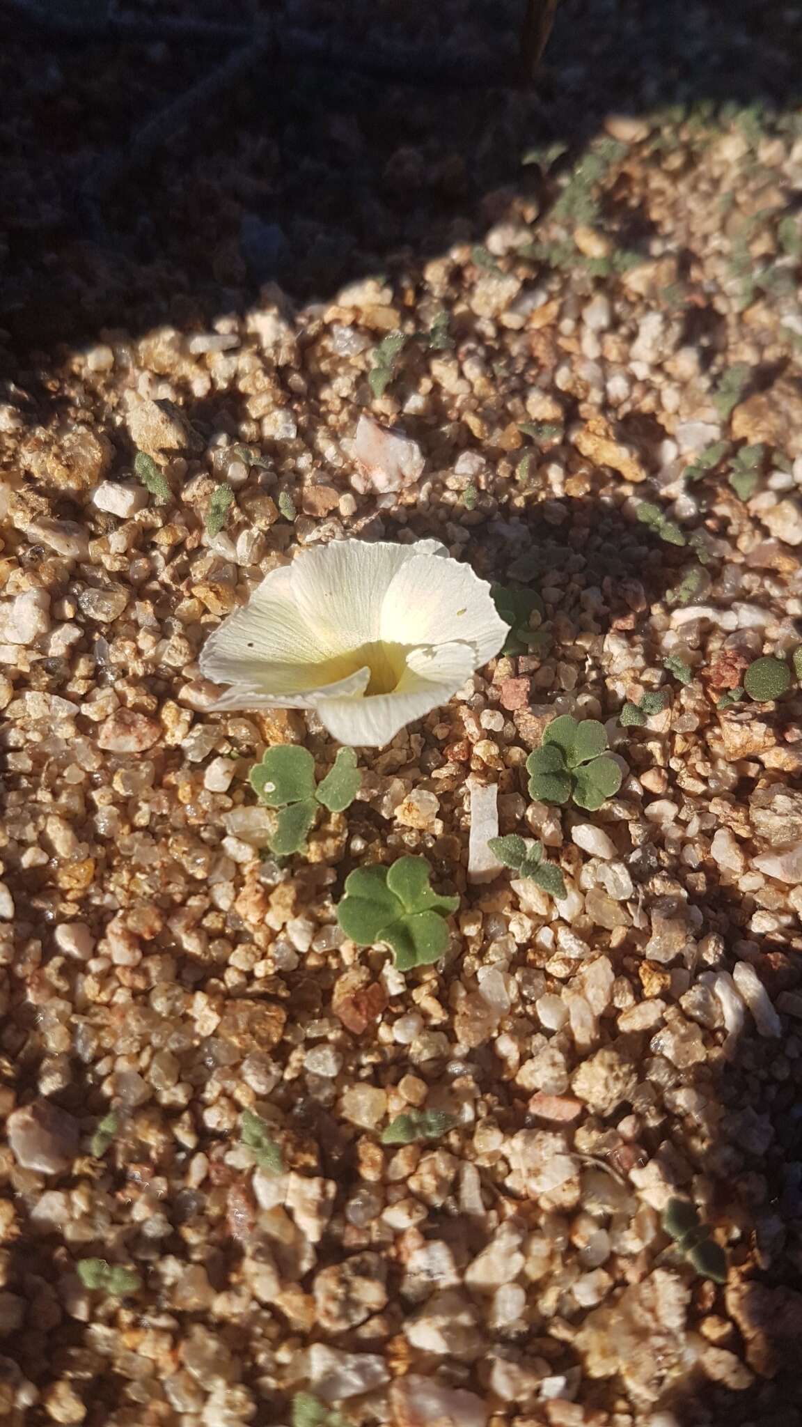 Sivun Oxalis grammopetala Sond. kuva