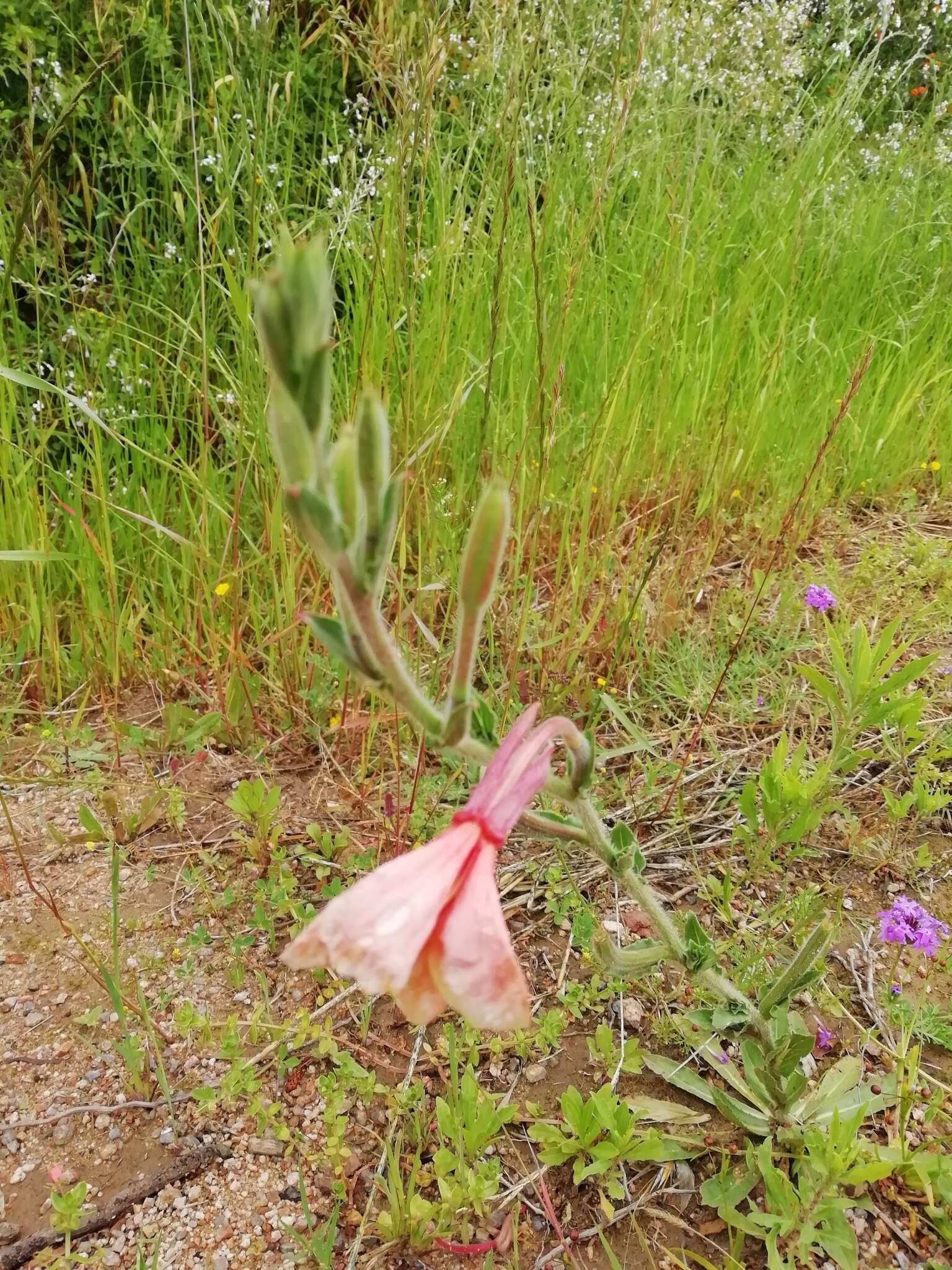 Plancia ëd Oenothera parodiana Munz