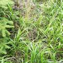 Image of hairy reed grass