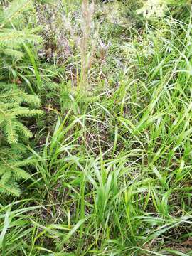 Sivun Calamagrostis villosa (Chaix) J. F. Gmel. kuva