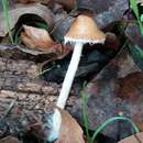 Image of <i>Psathyrella suavissima</i>