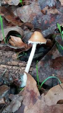 Plancia ëd <i>Psathyrella suavissima</i>