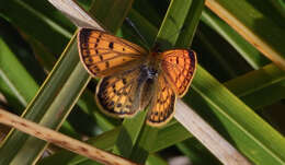 Sivun Lycaena salustius (Fabricius 1793) kuva