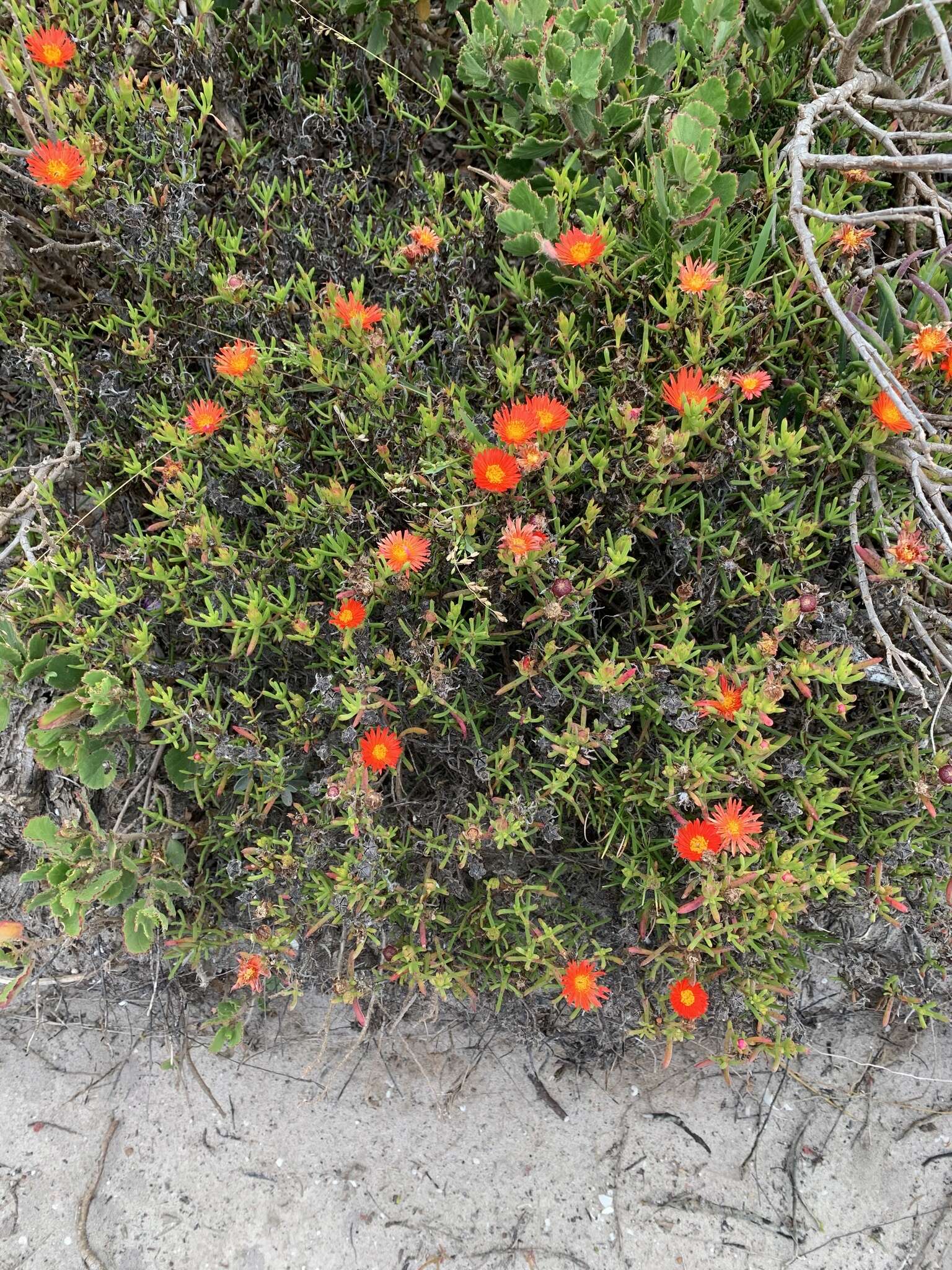 صورة Lampranthus fergusoniae (L. Bol.) L. Bol.