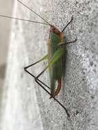 Image of Black-legged Meadow Katydid