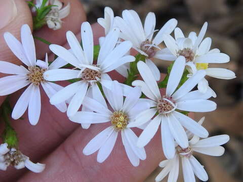 Image of Drummond's aster