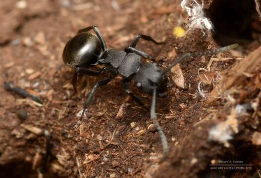 Image of Polyrhachis phryne Forel 1907