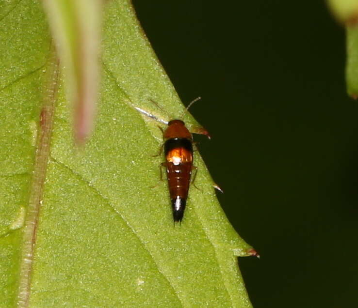 Plancia ëd Tachyporus obtusus (Linnaeus 1767)