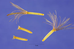 Image of Vernonia noveboracensis (L.) Willd.