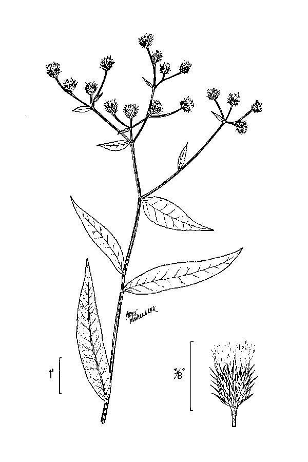 Image of New York ironweed