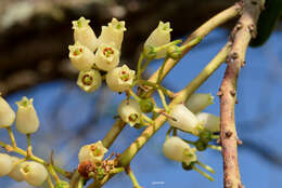 Image of Agarista eucalyptoides (Cham. & Schltdl.) G. Don