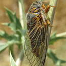 Image of Tibicina picta (Fabricius 1794)