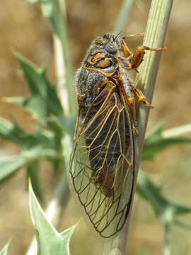 Sivun Tibicina picta (Fabricius 1794) kuva